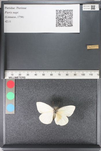 Media type: image;   Entomology 127449